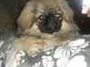Pekingeser Luna [Tidl. hund]