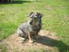 Blanding af racer Bamse R.I.P [ Himmelhund]