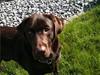 Labrador retriever Balder [ Himmelhund]