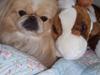 Pekingeser Anton *snaske*
