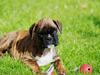 Boxer Balou 