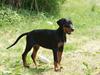 Dobermann Dobergaarden F Chikita