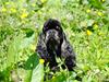 Amerikansk cocker spaniel "Baby"
