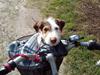 Jack russell terrier Oskar