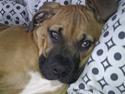 Amerikansk bulldog Milow