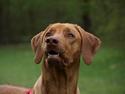 Rhodesian ridgeback Kinyemi Luka F'lora