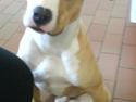 Amerikansk staffordshire terrier Kashmir