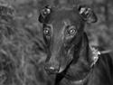 Greyhound Wild Black Ghost