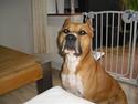 Amerikansk staffordshire terrier Armani