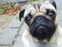 Mops - Danita's Ditte