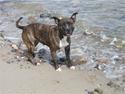 Amerikansk staffordshire terrier Tøsen
