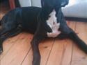 Amerikansk staffordshire terrier Ziva