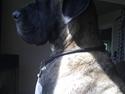 Blanding af racer Samson RIP 07.09.2010