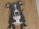 Amerikansk staffordshire terrier Nikka