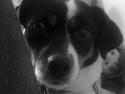 Dansk svensk gaardhund Rosa