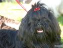 Shih tzu Raven aka DIVAEN.