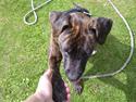 Amerikansk staffordshire terrier Tira