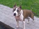 Amerikansk staffordshire terrier Uzi