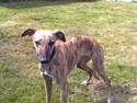 Whippet coastwind rider madonna