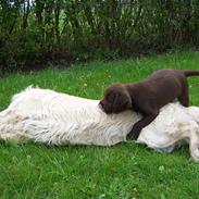 Blanding af racer Alfred