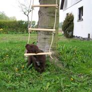 Blanding af racer Alfred