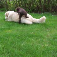 Blanding af racer Alfred