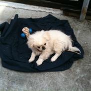 Pekingeser Anton