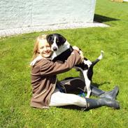 Dansk svensk gaardhund Max