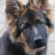 Schæferhund Balou
