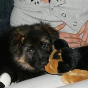 Schæferhund Balou