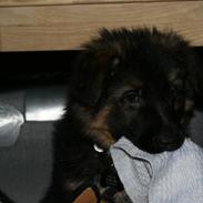 Schæferhund Balou