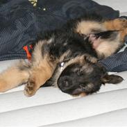 Schæferhund Balou
