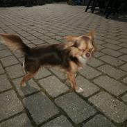 Chihuahua sns pia nyby's gizmo RIP