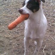 Blanding af racer Chihuahua/D-S gårdh. JACK