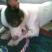 Blanding af racer Chihuahua/D-S gårdh. JACK