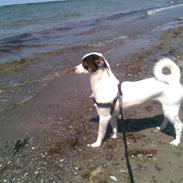 Blanding af racer Chihuahua/D-S gårdh. JACK