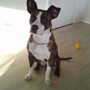 Amerikansk staffordshire terrier Freja