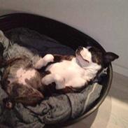 Amerikansk staffordshire terrier Freja