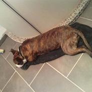 Amerikansk staffordshire terrier Freja