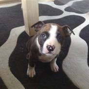 Amerikansk staffordshire terrier Freja