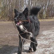 Blanding af racer Luna