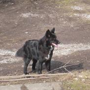 Blanding af racer Luna