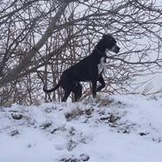 Blanding af racer Tyson