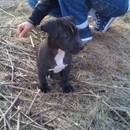 Blanding af racer Dogo Argentino & Amstaff Prince