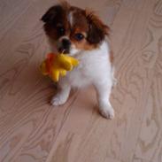 Blanding af racer Sasja