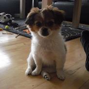 Blanding af racer Sasja