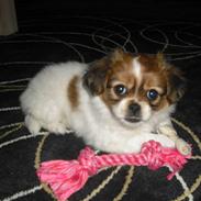 Blanding af racer Sasja