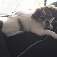 Blanding af racer Sasja