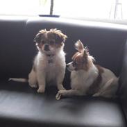 Blanding af racer Sasja