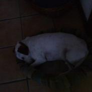 Blanding af racer Baltasar [Fister] MIN!